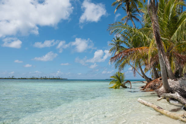 istock palm trees on tropical islands beach 1132328664