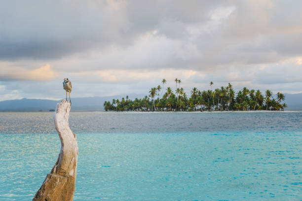 bird on tree trunk with ocean and palm tree island background