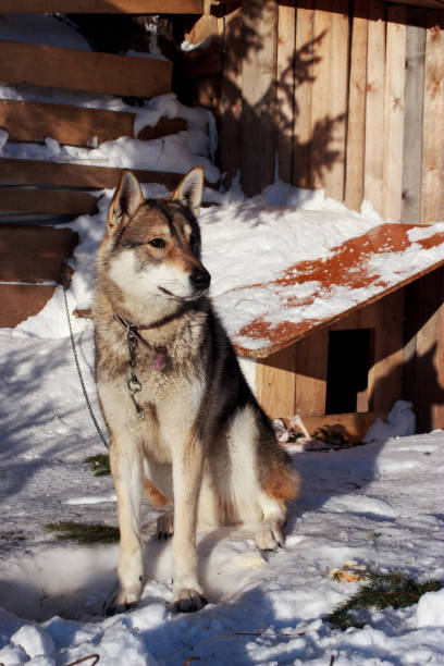 istock The West Siberian Laika 1132331392