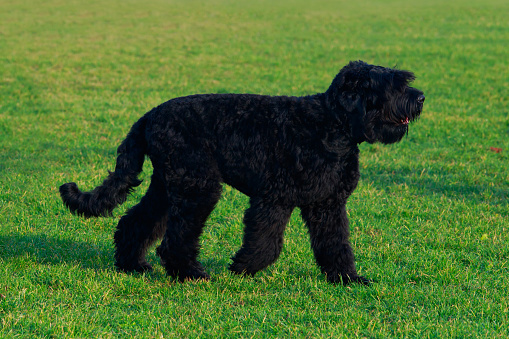 Dog breed Russian Black Terrier stand on green grass