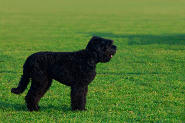 istock Dog breed Russian Black Terrier 1132331433