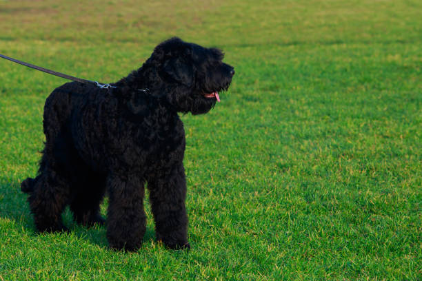 istock Dog breed Russian Black Terrier 1132331482