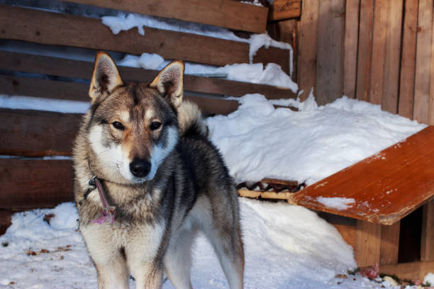 istock The West Siberian Laika 1132331503