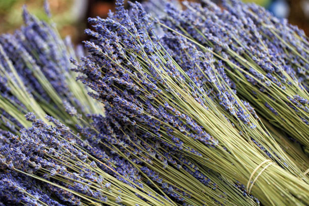 istock Stacked bunches of lavender flower blooms 1132333042