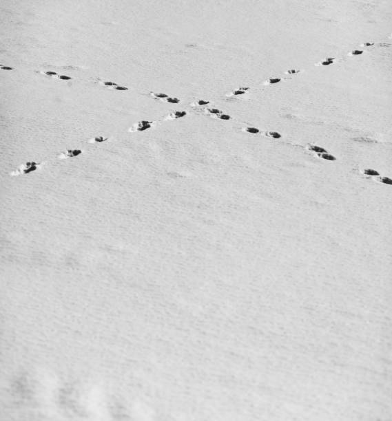 istock Coyote Prints in Snow 1132333388