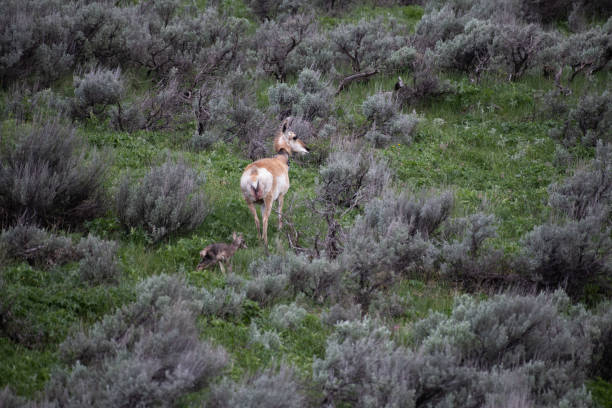 istock Just born Pronghorn calf 1132334149