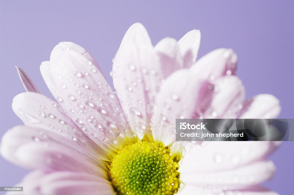 Rosa gerbera flower con agua, vapor en el salón lavender - Foto de stock de Agua libre de derechos
