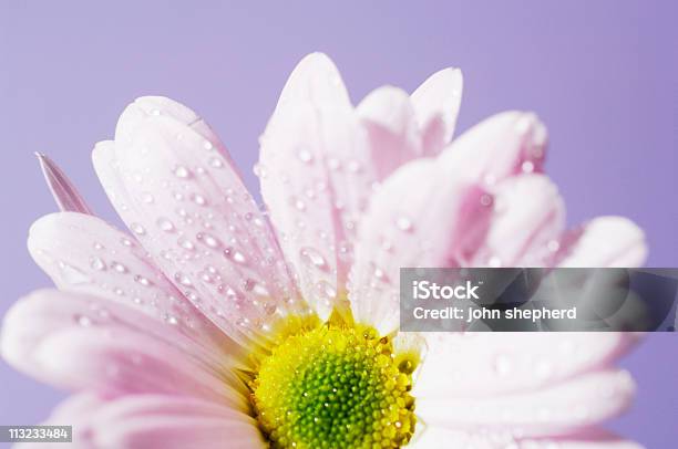 Rosa Gerbera Flower Con Agua Vapor En El Salón Lavender Foto de stock y más banco de imágenes de Agua