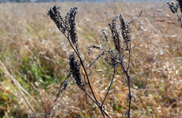 Drought dried plants in a field gebrochen stock pictures, royalty-free photos & images