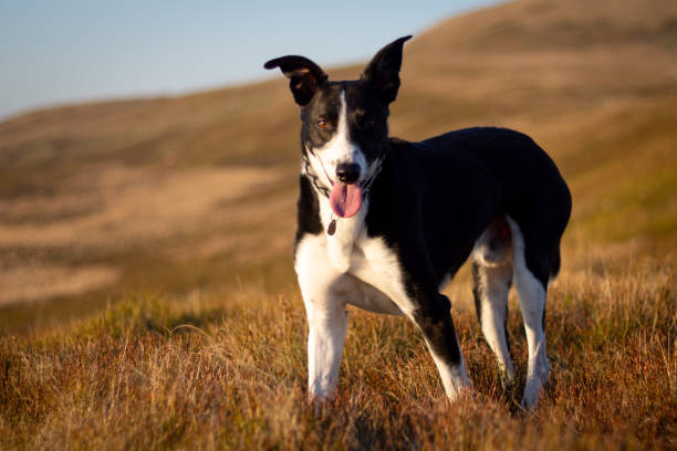 Welsh Collie Dog working on a mountain farm Welsh Collie Dog working on a mountain farm near Brecon Beacons at Sunset welsh culture stock pictures, royalty-free photos & images