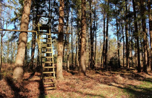 istock Beautiful forest with hunting seat 1132336597