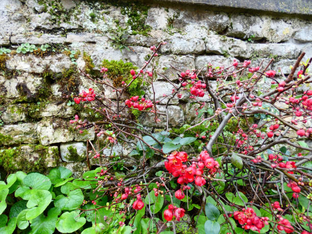 istock Bush with red flowers on the background stone wall 1132336706
