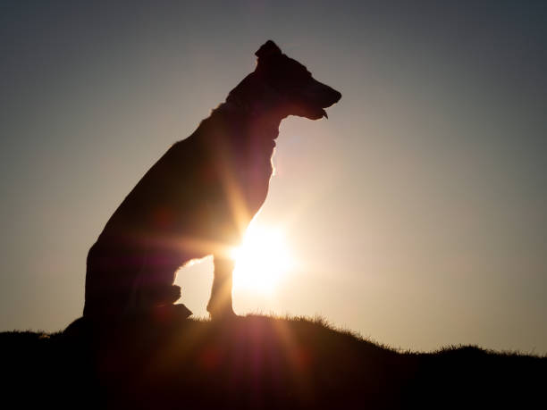 istock Welsh Collie Dog Sat on a mountain farm 1132336712
