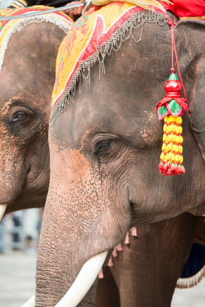 istock THAILAND BURIRAM SATUEK LONGBOAT RACE 1132337525