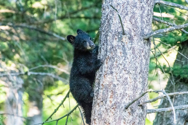istock Newborn black bear cub climbing tree 1132338119