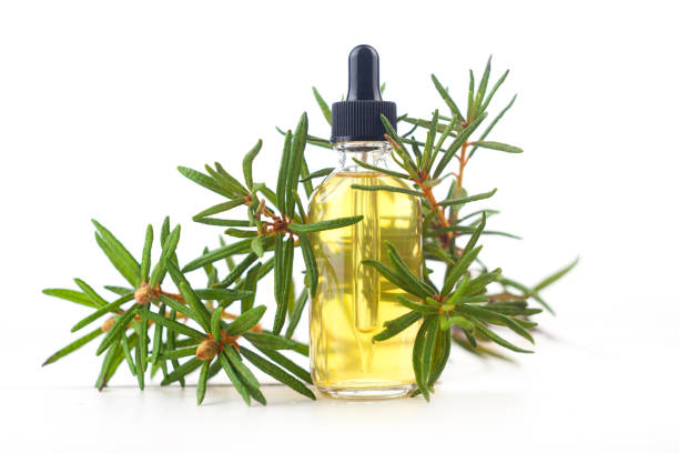 istock Labrador tea essential oil in  beautiful bottle on White background 1132338788