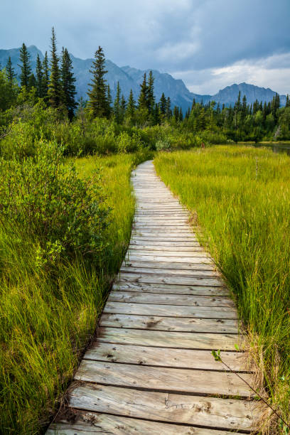 istock A boardwalk along a hiking trail in Bow Valley Provincial Park, Alberta 1132339802