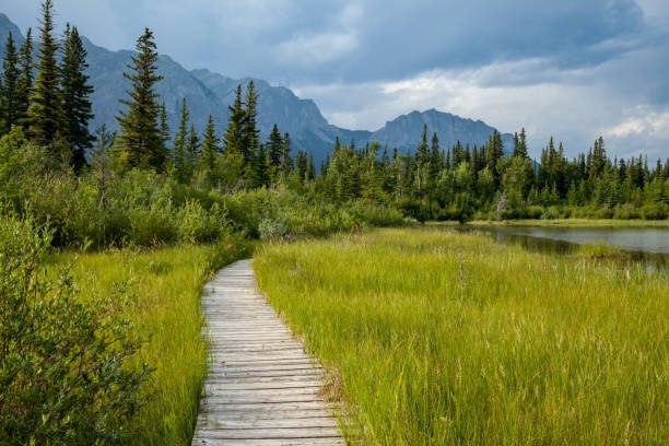 A boardwalk along a hiking trail in Bow Valley Provincial Park, Alberta