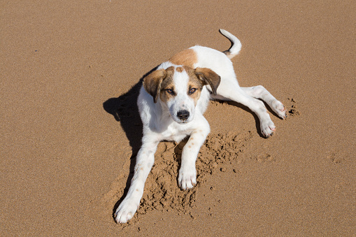 Portrait of a dog, resting on the beach. White fur with brown spots. Living free. Sidi Kaouki, Morocco.