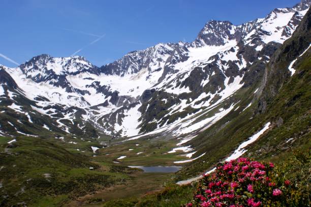 istock A lake, snow-capped mountains and Alpine Roses 1132341583