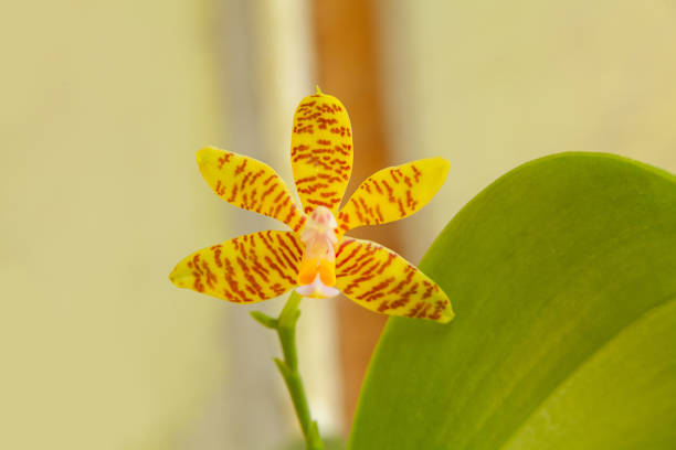 istock Beautiful rare orchid in pot on  neutral background 1132341951