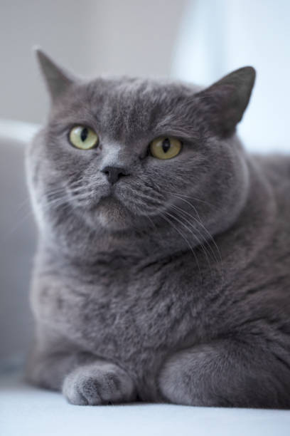 istock Blue british shorthair cat sitting on a blue sofa 1132343118