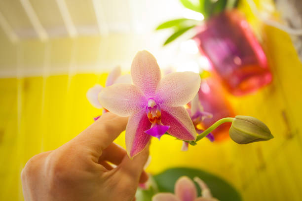 istock Beautiful rare orchid in pot on yellow background 1132343466