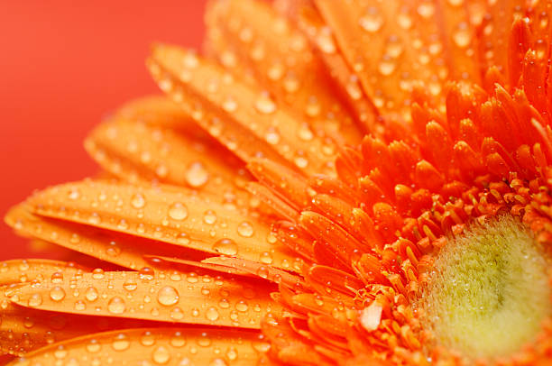 istock gerbera daisy flower petals covered in water droplets 113234376