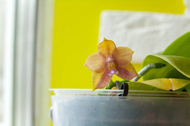 Beautiful rare orchid in a pot on a blurred background