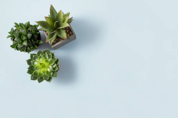 istock Collection of Various Cactus and Succulent Plants in Different Pots 1132345179