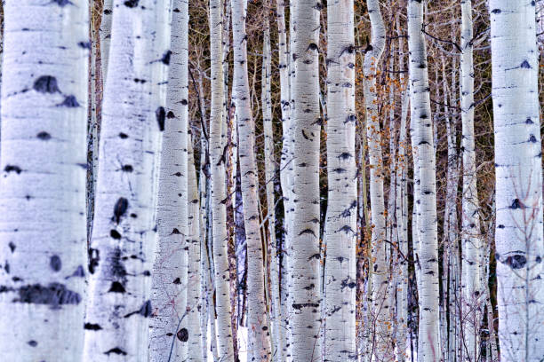 istock Aspen Trees in Winter Wonderland 1132345276