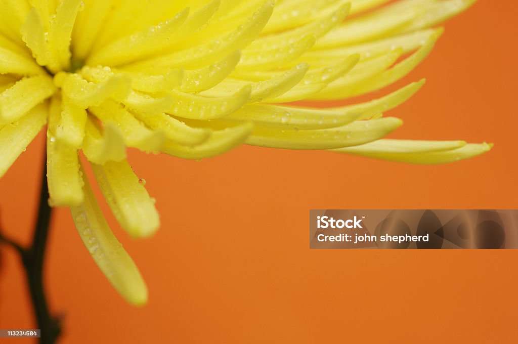 Желтый цветок георгин Кактус star - Стоковые фото Без людей роялти-фри