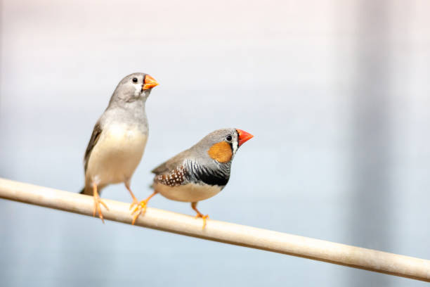 finch birds at branch. lovely colorful domestic pets. finch birds at branch. lovely colorful domestic pets. zebra finch stock pictures, royalty-free photos & images