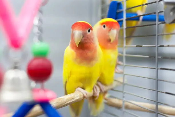 Photo of two colorfull lovebirds. red and yellow colors. troplical pets.