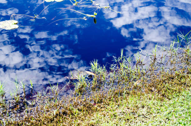 istock Turtle in the reflection of clouds 1132347122