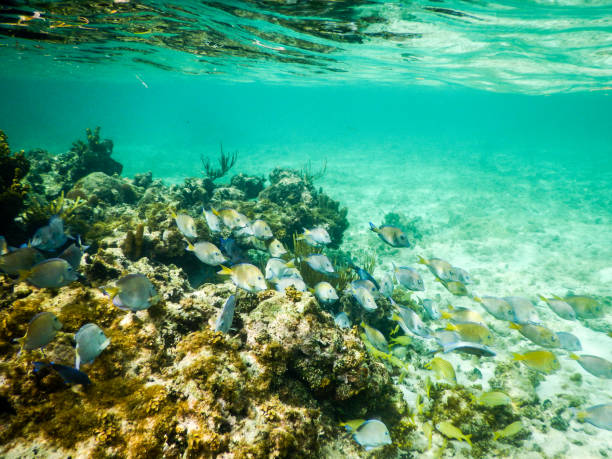 istock Blue tang swim over a shallow reef 1132348782