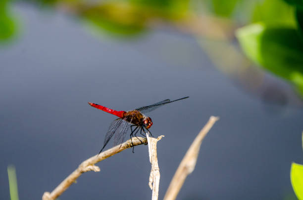 istock Close up of a bright red daringly 1132348870