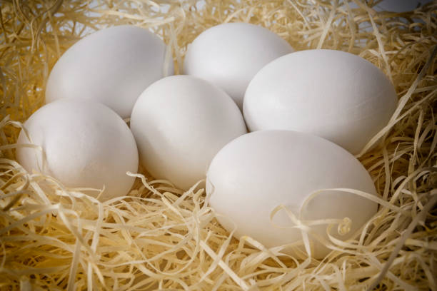 istock Close-up white chicken eggs on a bed of straw 1132349647