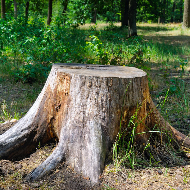 istock Old tree stump in the summer park. 1132351183