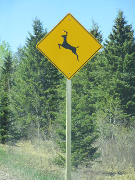 istock Deer Crossing Sign in the North 1132351216