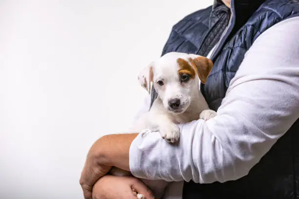 Man holding cute puppy Jack Russel in hands. Animals and friendship