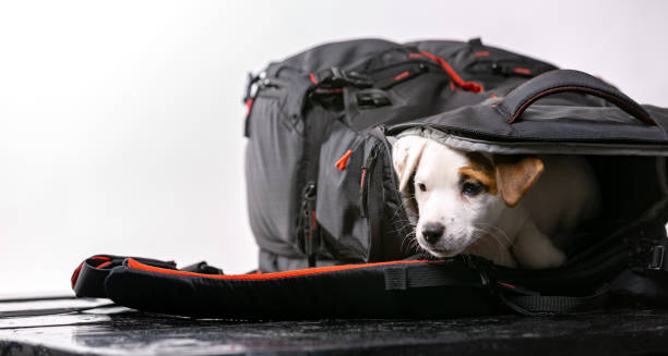 istock Little cute dog sits in a black bag and looking forward - Jack Russell Terrier 1132351709