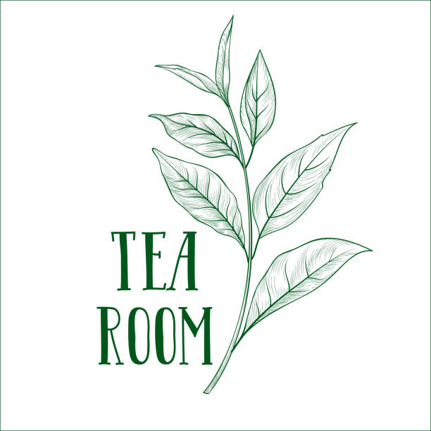 illustrations, cliparts, dessins animés et icônes de thé vert arbre branche herbe étiquette avec lettrage tea room. feuilles de thé fond de carte pour boisson chaude menu deasign - branch tree leaf backgrounds