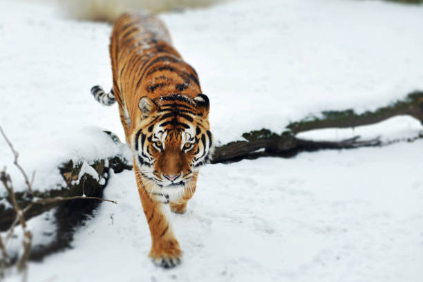 istock Young Amur tiger in the snow 1132352604