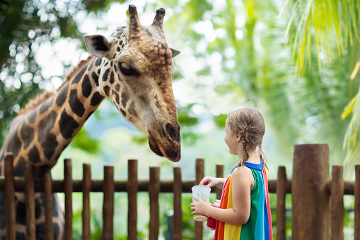 Los niños alimentan jirafa en el zoológico. Niños en Safari Park. photo