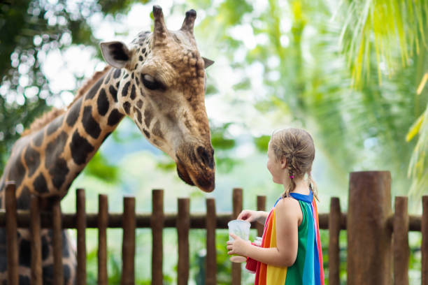 Kids feed giraffe at zoo. Children at safari park. Family feeding giraffe in zoo. Children feed giraffes in tropical safari park during summer vacation in Singapore. Kids watch animals. Little girl giving fruit to wild animal. giraffe photos stock pictures, royalty-free photos & images