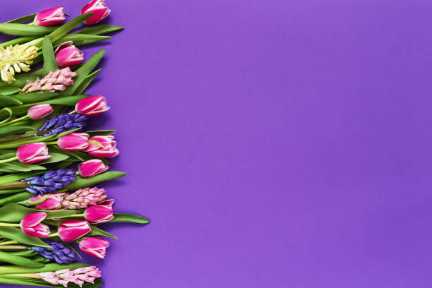 istock Spring flowers on violet background. Top view, copy space. Greeting card. 1132353239
