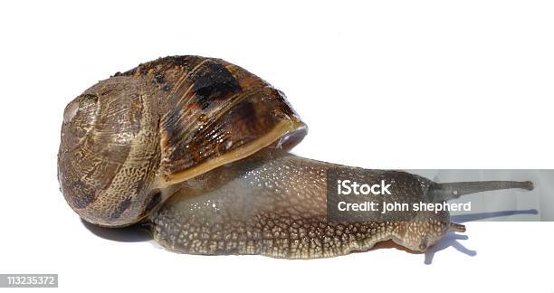 Caracol Contra Blanco Concepto De Velocidad Y Tiempo De Problemas Foto de stock y más banco de imágenes de Caracol