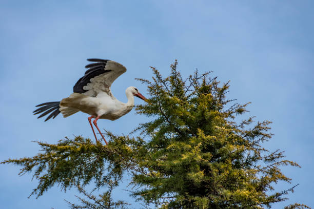 istock stork with its wings outstretched in a pine 1132354601