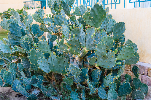 Close-up image of Cactus plant at an outdoor location